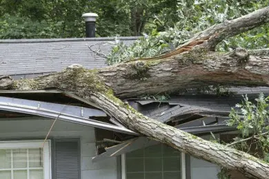 Tree damage restoration